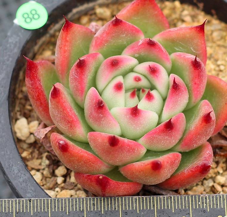 SPECIAL!! JUST CART! PRESALE Echeveria 'Rose Garnet'