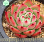 SPECIAL!! JUST CART! PRESALE Echeveria 'Rose Garnet'