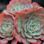 PRESALE Echeveria Atlantis, (Not so Random)