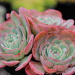 PRESALE Echeveria Atlantis, (Not so Random)