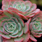 PRESALE Echeveria Atlantis, (Not so Random)