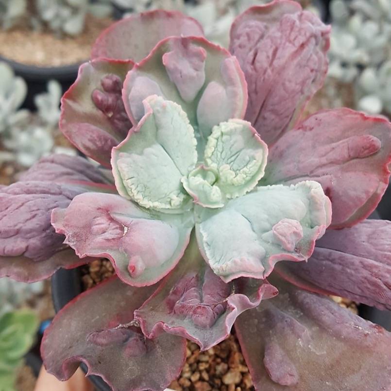 PRESALE Echeveria Linguas, (Not so Random)