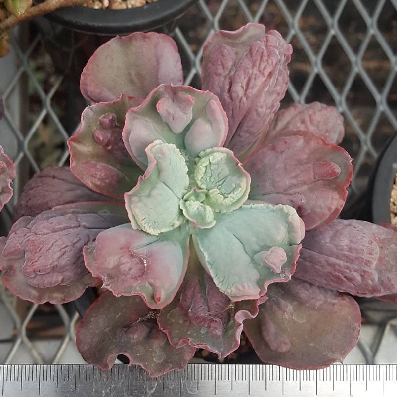 PRESALE Echeveria Linguas, (Not so Random)