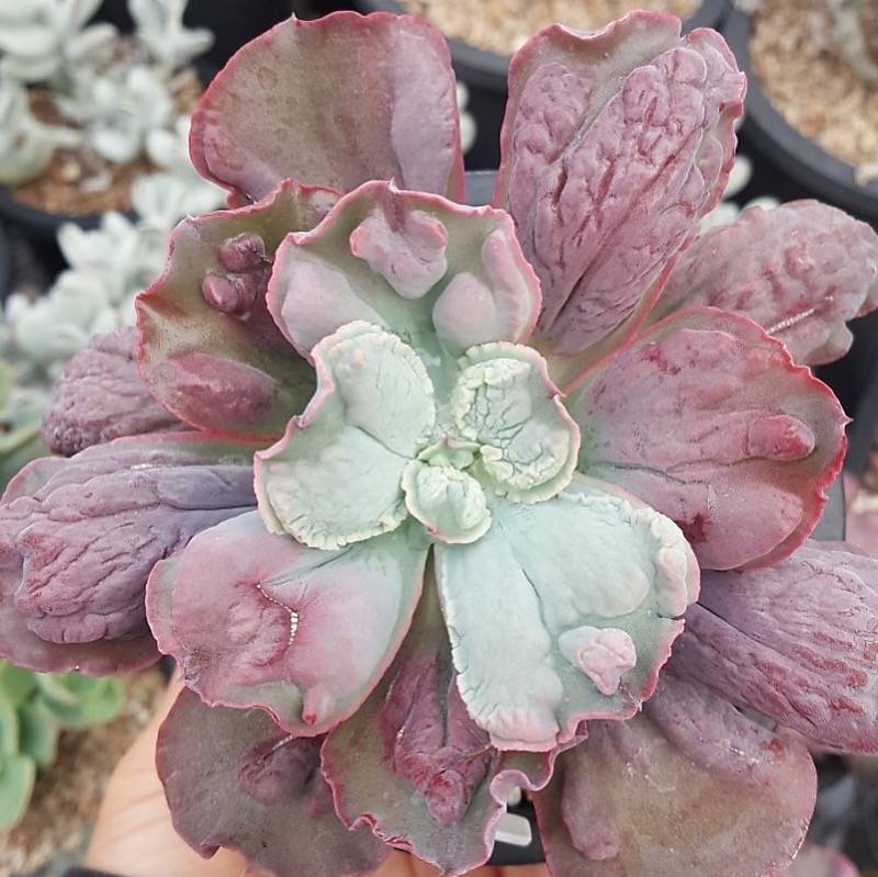 PRESALE Echeveria Linguas, (Not so Random)