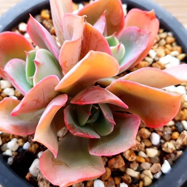 PRESALE Echeveria Red Finkle, (Not so Random)
