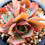 PRESALE Echeveria Red Finkle, (Not so Random)