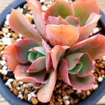 PRESALE Echeveria Red Finkle, (Not so Random)