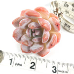 Echeveria Potosina