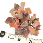 Graptoveria Mrs. Richards, (Cluster)