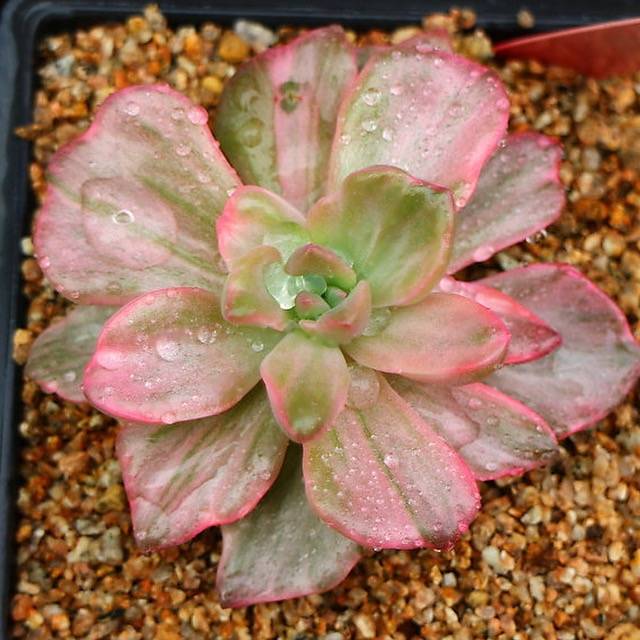 PRESALE Graptoveria Gypsy, (Random)