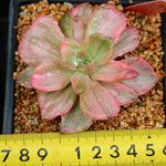 PRESALE Graptoveria Gypsy, (Random)