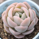 PRESALE Echeveria Anfora