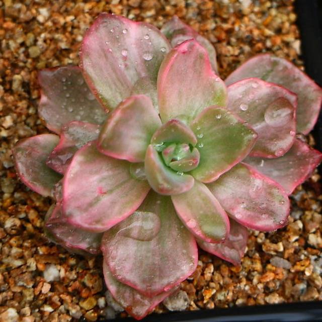 PRESALE Graptoveria Gypsy, (Random)