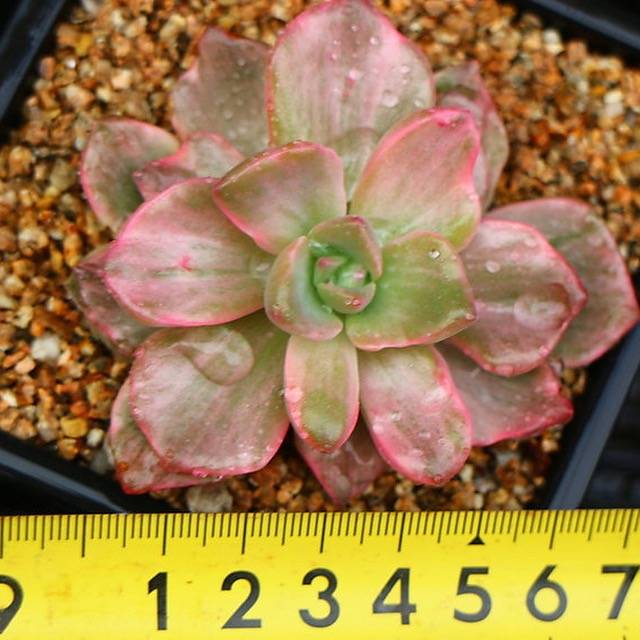 PRESALE Graptoveria Gypsy, (Random)