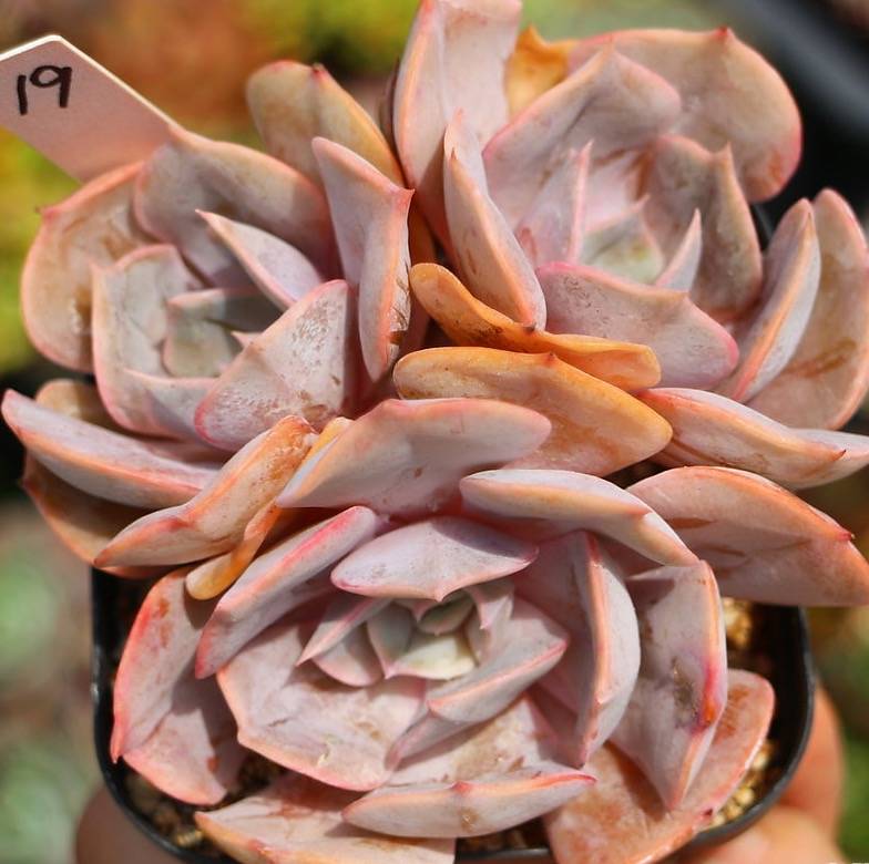 PRESALE Echeveria Marilyn, Triple, (Not so Random)