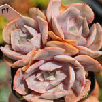PRESALE Echeveria Marilyn, Triple, (Not so Random)