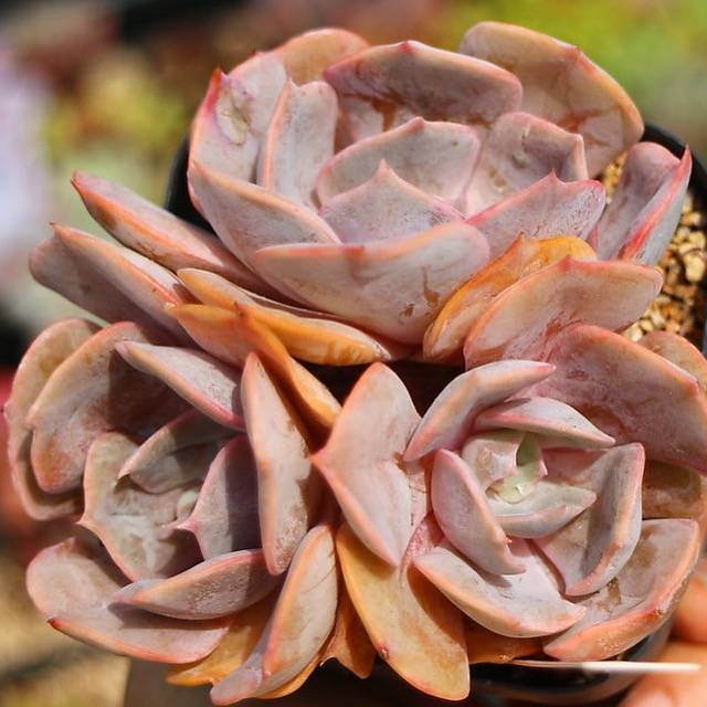 PRESALE Echeveria Marilyn, Triple, (Not so Random)