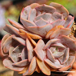 PRESALE Echeveria Marilyn, Triple, (Not so Random)