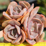 PRESALE Echeveria Marilyn, Triple, (Not so Random)