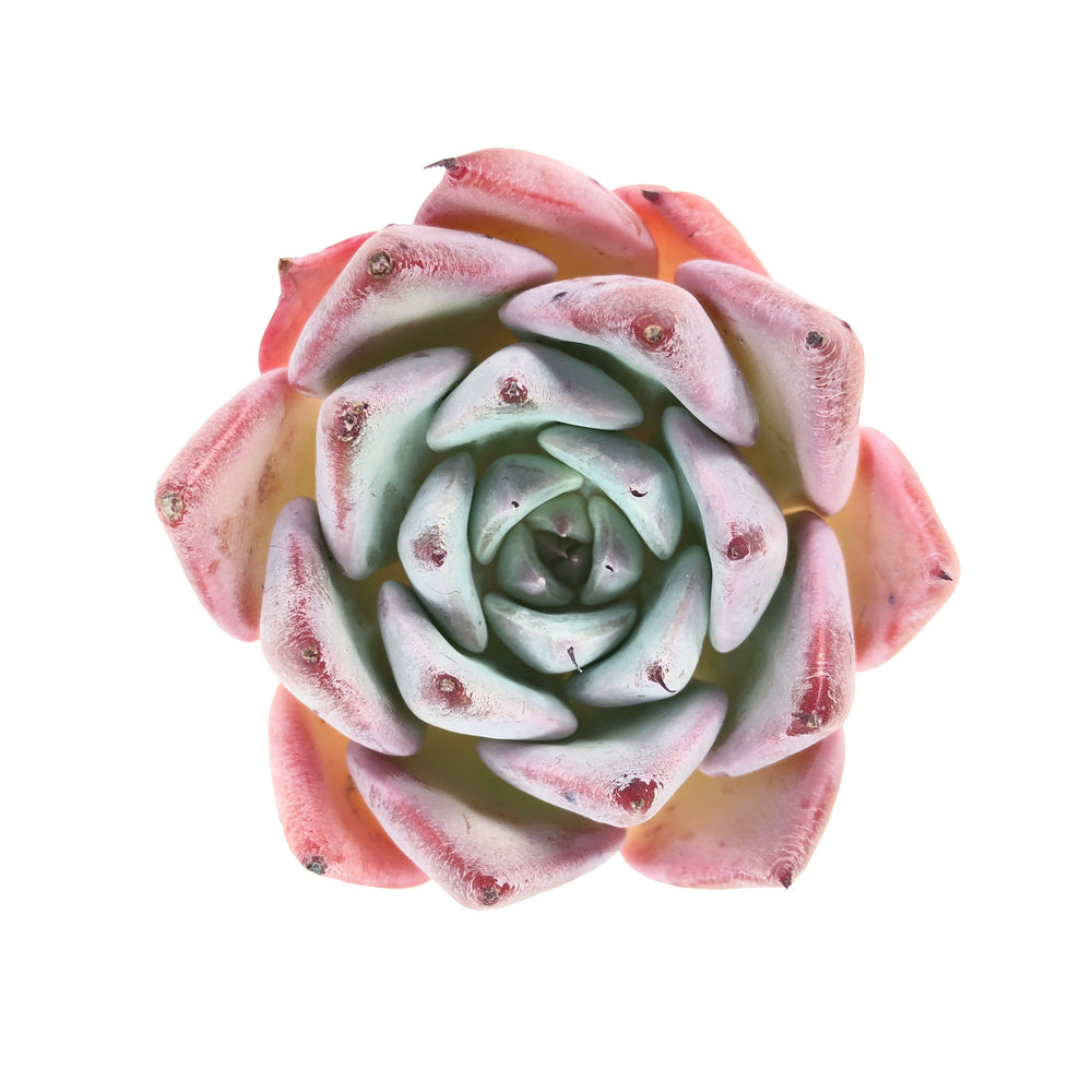 Echeveria Largea