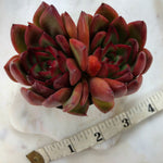 Echeveria Agavoides Rubra (Double)