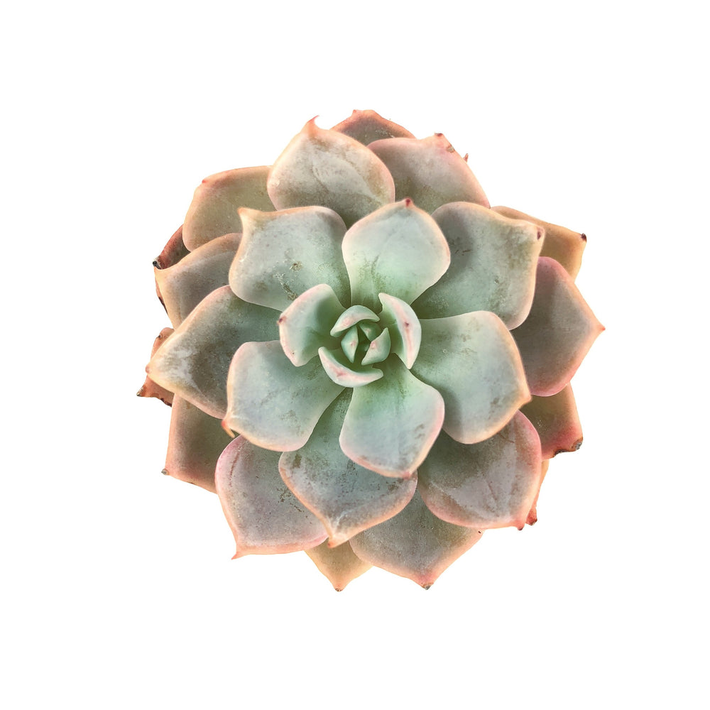 Echeveria Sp.