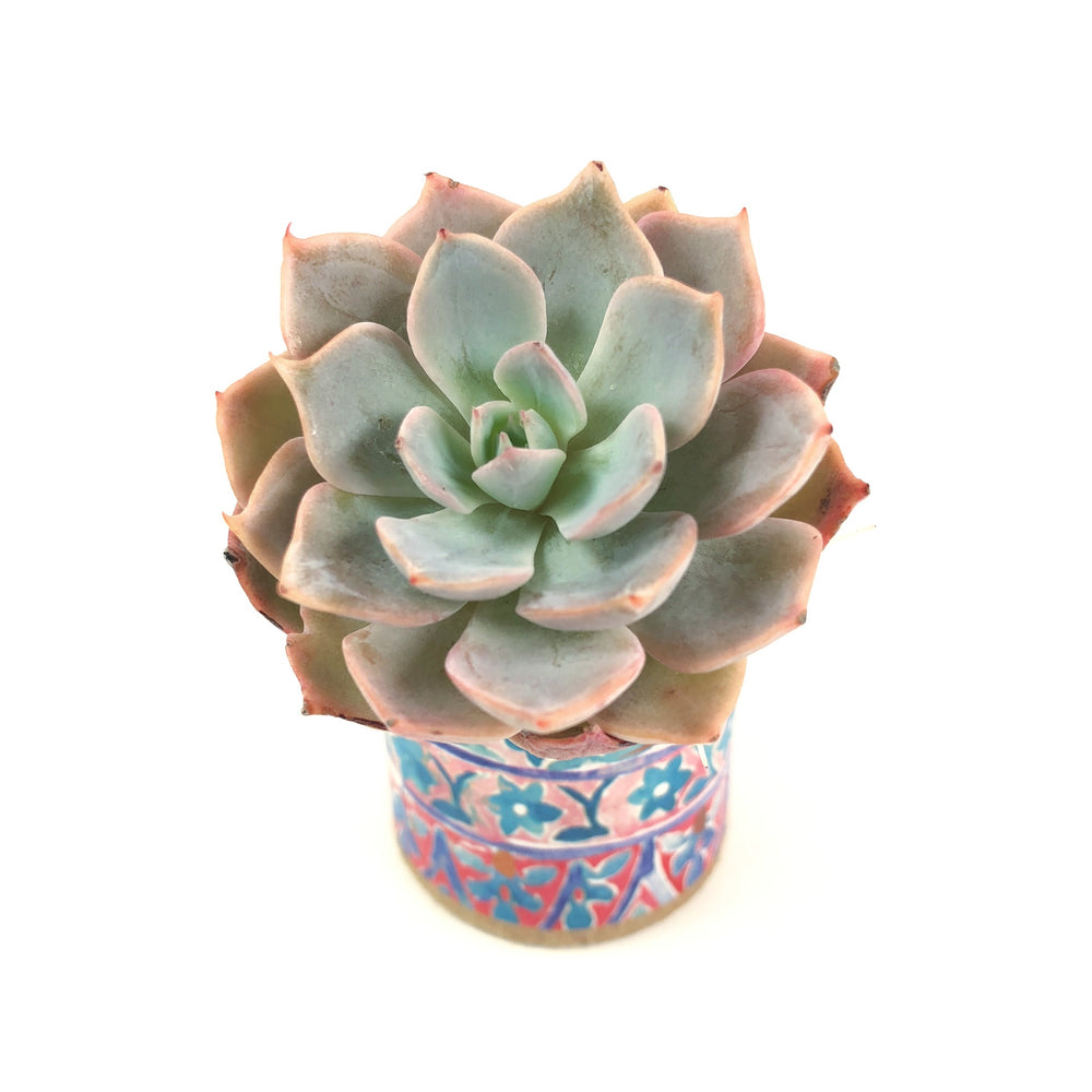 Echeveria Sp.