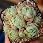 PRESALE Echeveria Elegans, (Random)