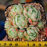 PRESALE Echeveria Elegans, (Random)