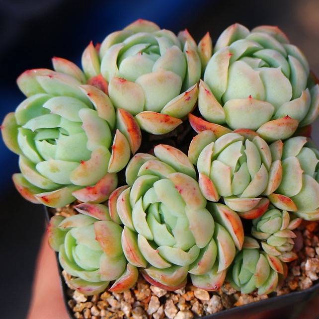 PRESALE Echeveria Elegans, (Random)