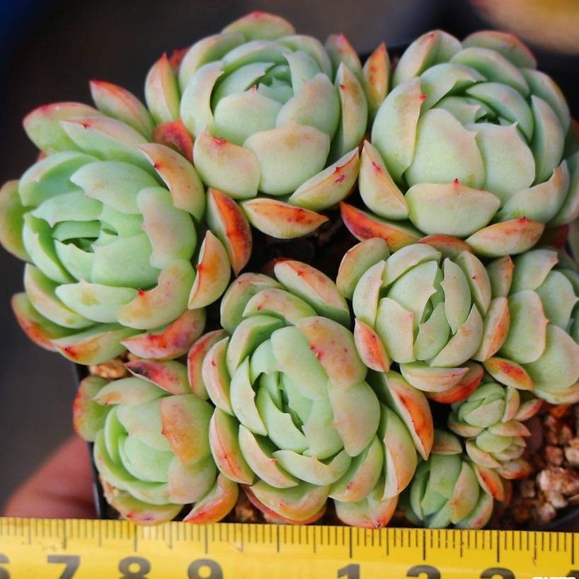 PRESALE Echeveria Elegans, (Random)