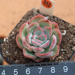 PRESALE Echeveria Unknown, (Random)