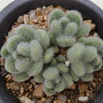 PRESALE Sedum Hintonii Clusters, (Random)