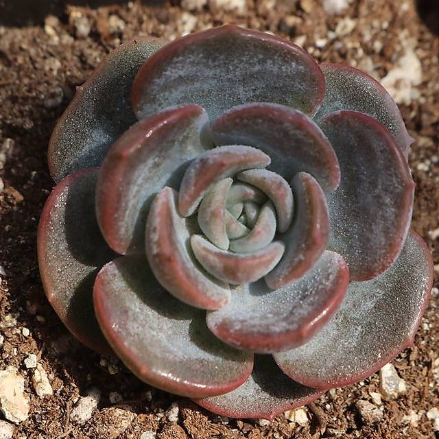 PRESALE Echeveria Lauii Hybrid, (Random)