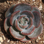 PRESALE Echeveria Lauii Hybrid, (Random)