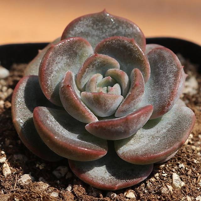 PRESALE Echeveria Lauii Hybrid, (Random)