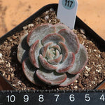 PRESALE Echeveria Lauii Hybrid, (Random)