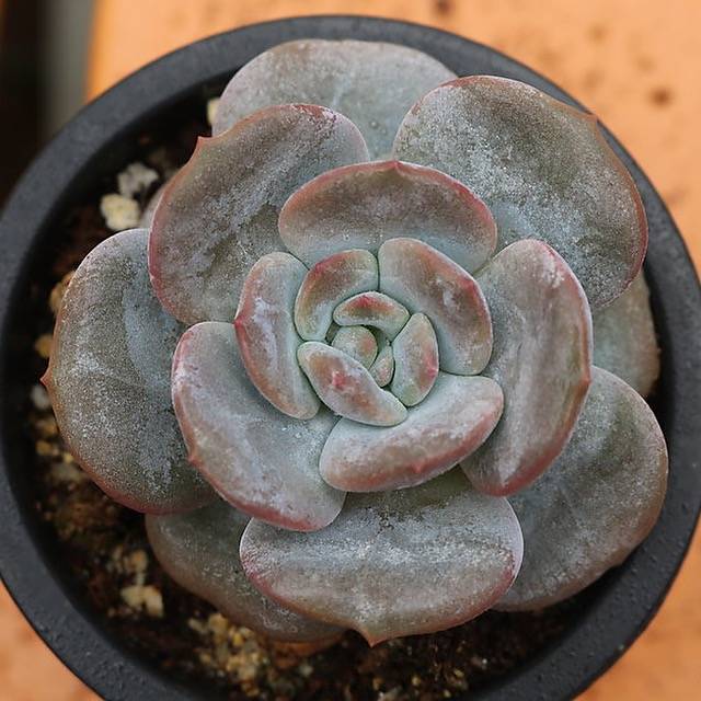 PRESALE Echeveria Lauii Hybrid, (Random)