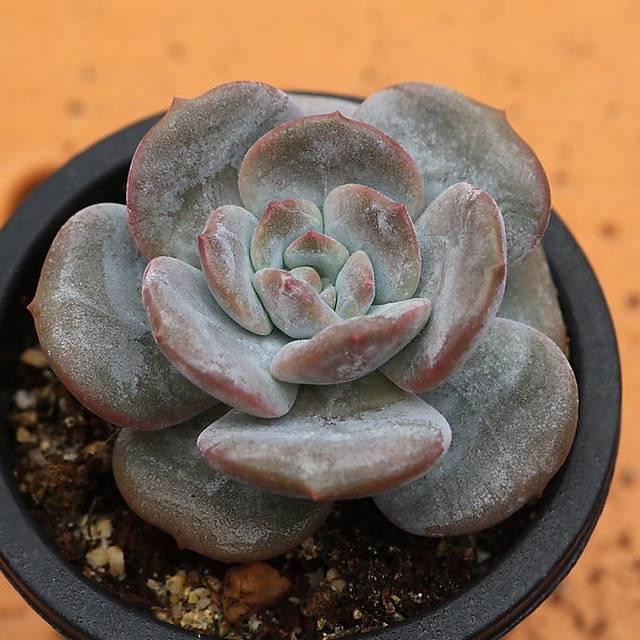 PRESALE Echeveria Lauii Hybrid, (Random)