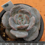 PRESALE Echeveria Lauii Hybrid, (Random)