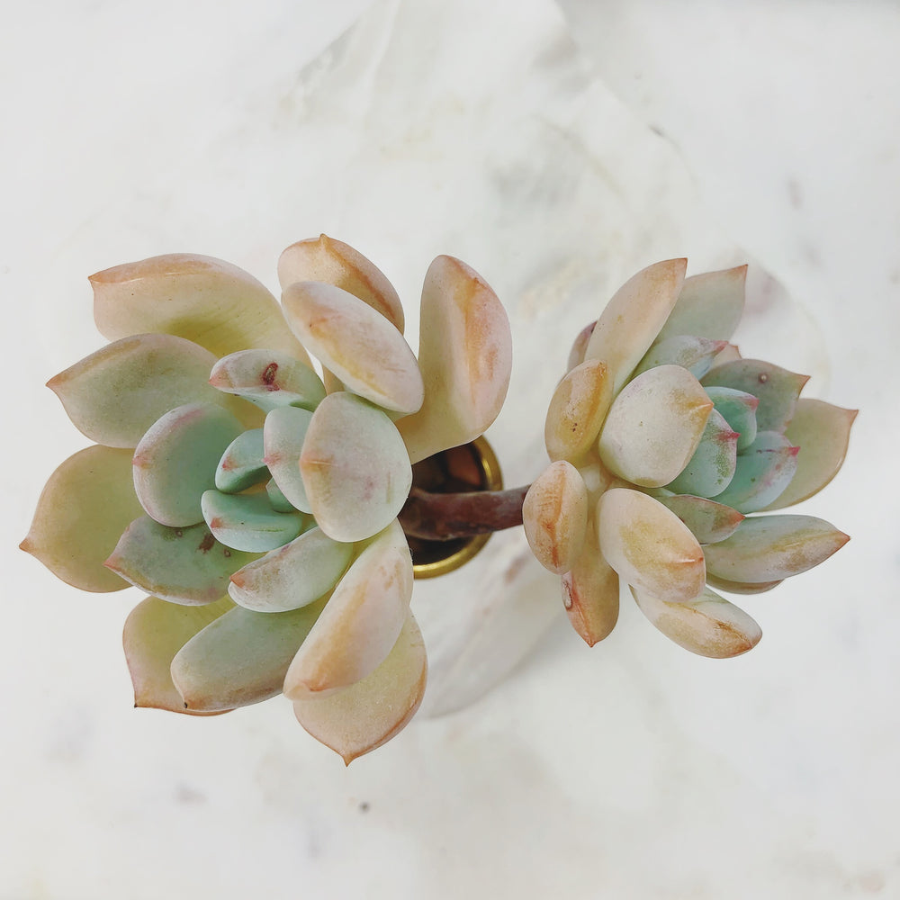 Graptoveria A Grimm One (Double)