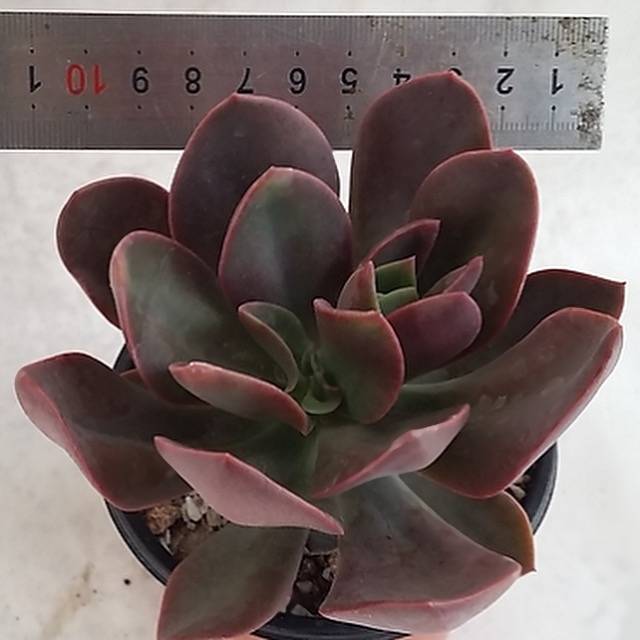 RESTOCKED PRESALE Echeveria Hanaikada (Non-variegated), (Random)