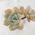 Graptoveria A Grimm One (Double)