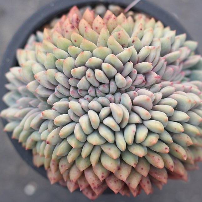 PRESALE Echeveria Ariel Cristata