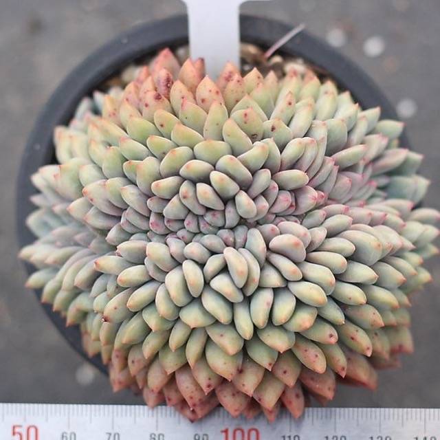 PRESALE Echeveria Ariel Cristata