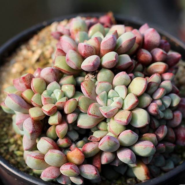 PRESALE Echeveria Subcorymbosa Lau 030, (Not so Random)