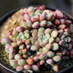 PRESALE Echeveria Subcorymbosa Lau 030, (Not so Random)