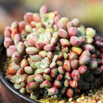 PRESALE Echeveria Subcorymbosa Lau 030, (Not so Random)