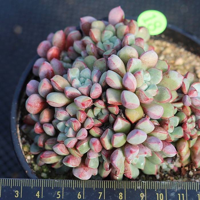 PRESALE Echeveria Subcorymbosa Lau 030, (Not so Random)