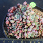 PRESALE Echeveria Subcorymbosa Lau 030, (Not so Random)
